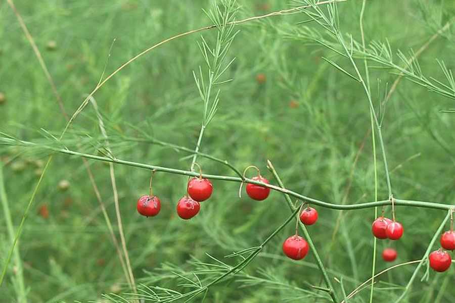 Plant Image